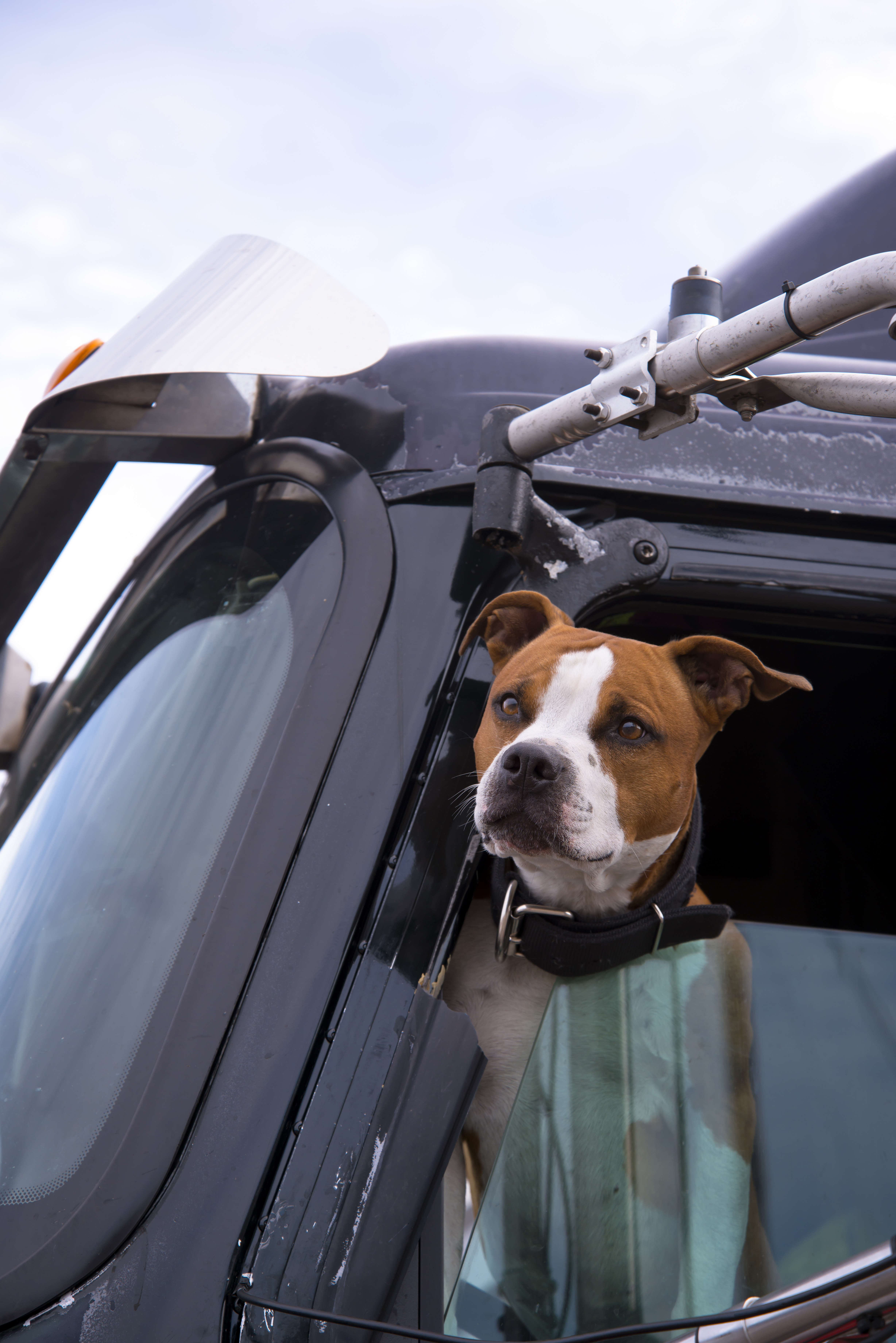 Dog sitting in a semi-truck